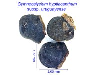 Gymnocalycium hyptiacanthum subsp. uruguayense 1 GX.jpg